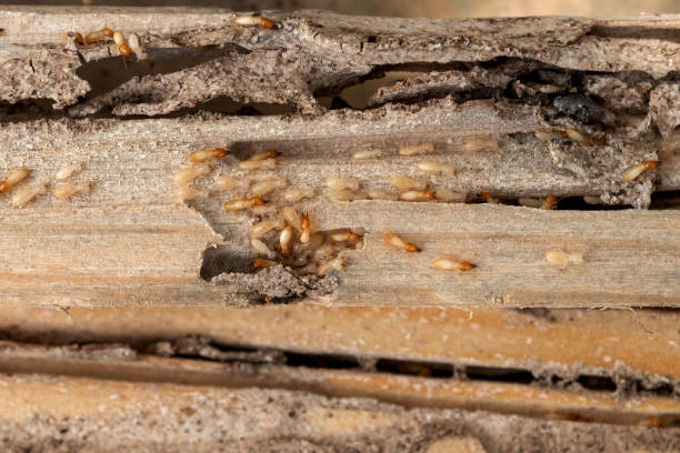 Reliable Rossville, KS Pest Control Solutions